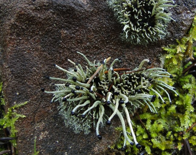 spikey moss on the rocks